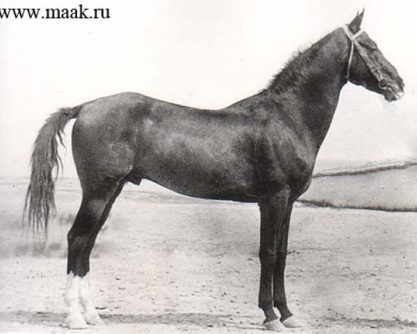 stallion Spesivii (Akhal-Teke, 1951, from Skak)