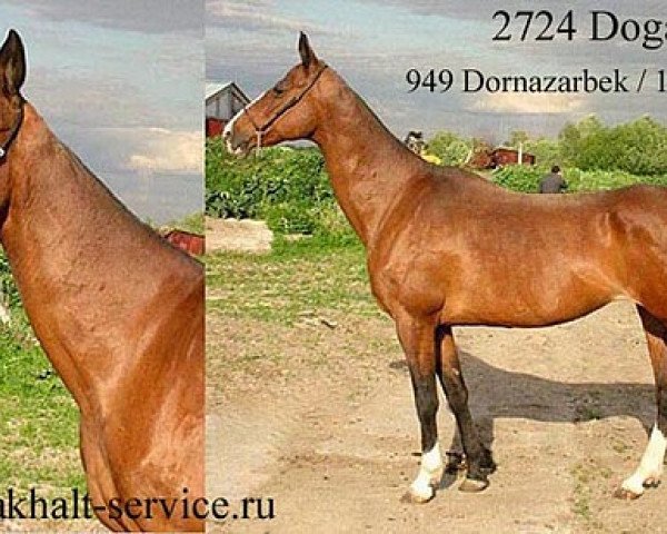 broodmare Dogadka (Akhal-Teke, 1987, from Dornazarbek) broodmare Dogadka (Akhal-Teke, 1987, from Dornazarbek)