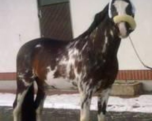 horse Fürst Farbenfroh 2 (Bavarian, 2006, from Fürst Grandios)