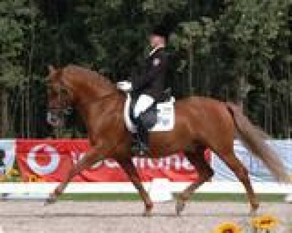 dressage horse Wimbledon (German Riding Pony, 1994, from Waldemar) dressage horse Wimbledon (German Riding Pony, 1994, from Waldemar)