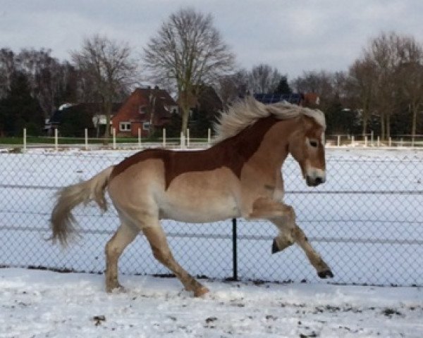 Dressurpferd Abraxas 144 (Haflinger, 2004, von Aaron-B)