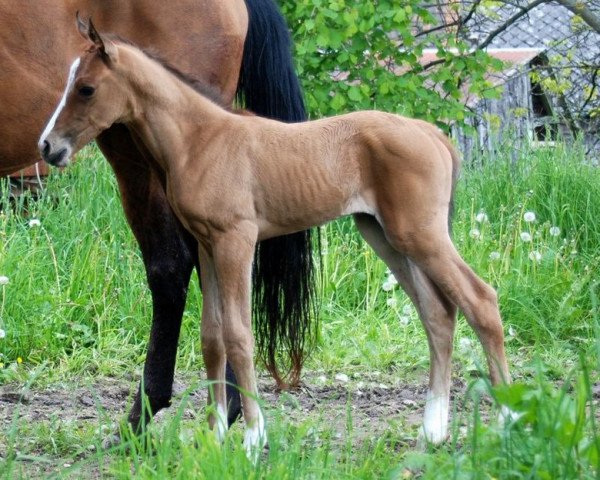horse Basarjan (Akhal-Teke, 2013, from Serdarjan)