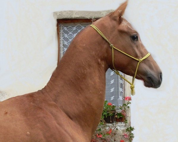 horse Al Sani (Akhal-Teke, 2009, from Altair)