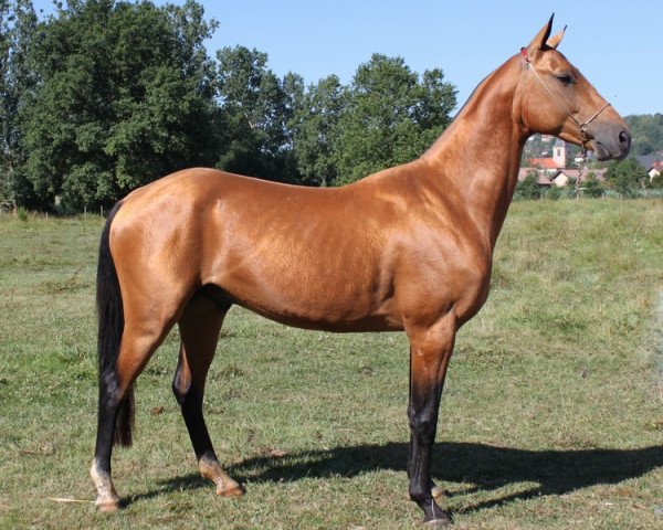 stallion Almazar (Akhal-Teke, 2007, from Almaz)