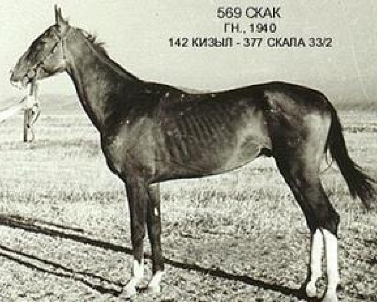 stallion Skak (Akhal-Teke, 1940, from Kizil)