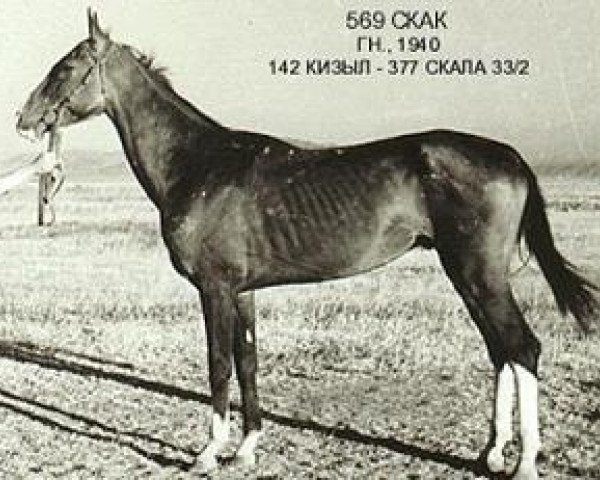 Deckhengst Skak (Achal Tekkiner, 1940, von Kizil)