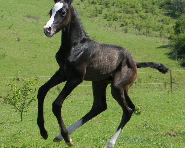 horse Alchan (Akhal-Teke, 2012, from Altair) horse Alchan (Akhal-Teke, 2012, from Altair)
