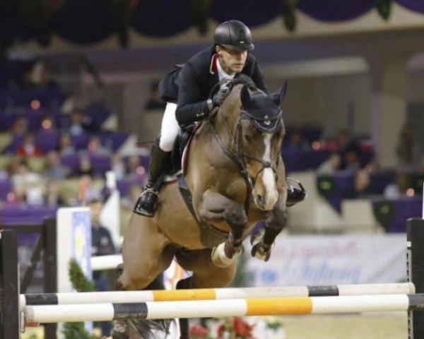 jumper Counselor (KWPN (Royal Dutch Sporthorse), 2005, from Judgement)