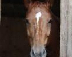 broodmare Geierwally MG (Bavarian, 2007, from Larome)