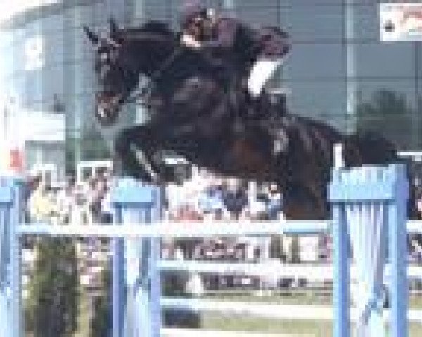 Springpferd Schweizer Hofs Azuro (Hannoveraner, 1995, von Acord II)