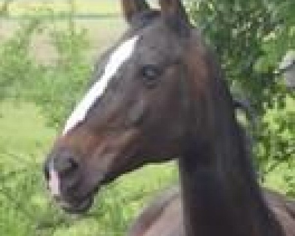 broodmare Schweizer Hof's Gladys (Hanoverian, 1996, from Grandeur)