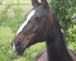 Yegua de cría Schweizer Hof's Gladys (Hannoveriano, 1996, de Grandeur)