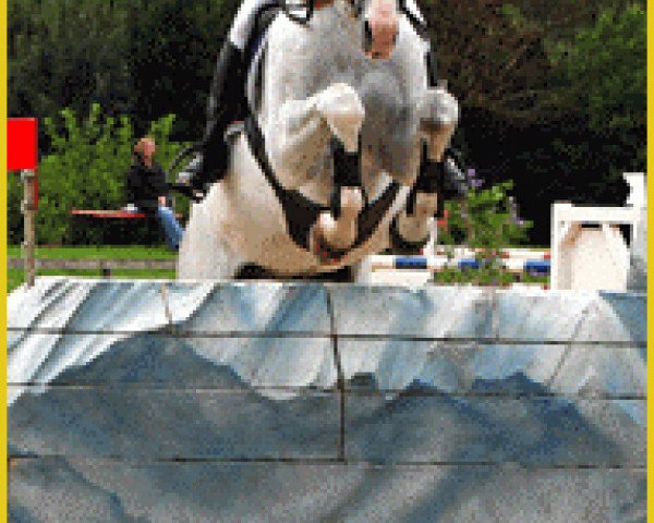 jumper Schweizer Hof’s Clyde (Hanoverian, 1999, from Carismo II 123 FIN)