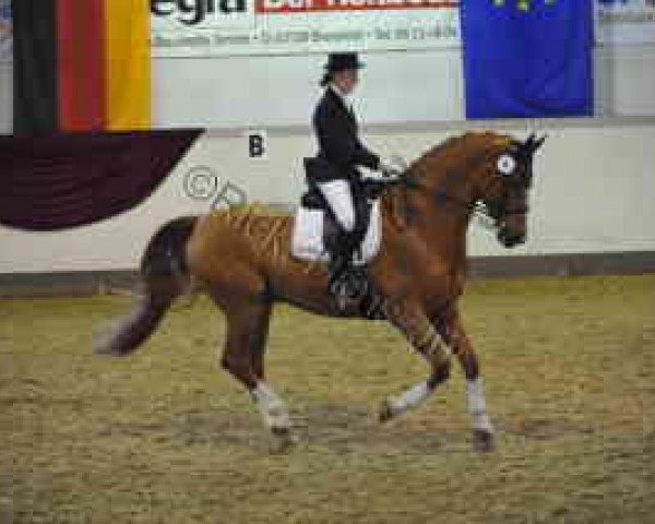Dressurpferd Warussoni (Hannoveraner, 1999, von Wolkentanz I)