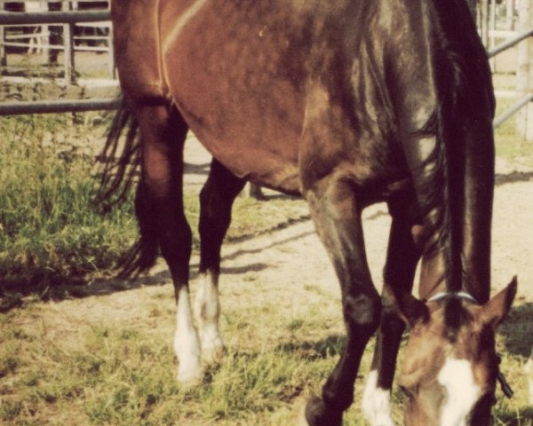 broodmare Fabrice W (Oldenburg, 1990, from Feuerwerk)