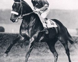 broodmare Niobe xx (Thoroughbred, 1955, from Pearl Diver xx)