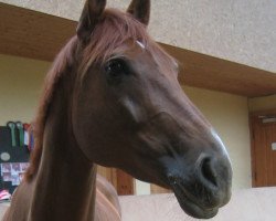 dressage horse Farfalla 8 (Rhinelander, 2002, from Florestan I)