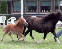 broodmare Ilana vom Borkenbrink (Shetland pony (under 87 cm), 2004, from Ikarus)
