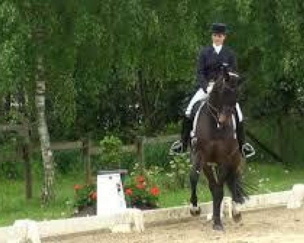 broodmare Sunshine 441 (Westphalian, 2004, from Show Star)