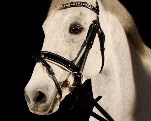 dressage horse Veni Vidi Vici (German Riding Pony, 2002, from Vulkan)