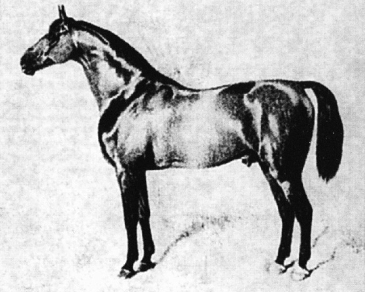 Deckhengst Norfolk (Mecklenburger, 1843, von Young Seymour xx)