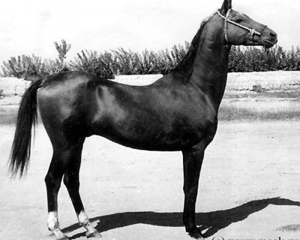stallion Kerogly (Akhal-Teke, 1965, from Kaplan)