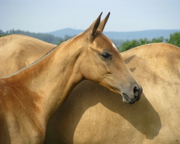 horse Alaleh ATT (Akhal-Teke, 2012, from Germes) horse Alaleh ATT (Akhal-Teke, 2012, from Germes)
