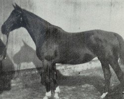 broodmare Oriana (KWPN (Royal Dutch Sporthorse), 1962, from Belami (Zeelander))