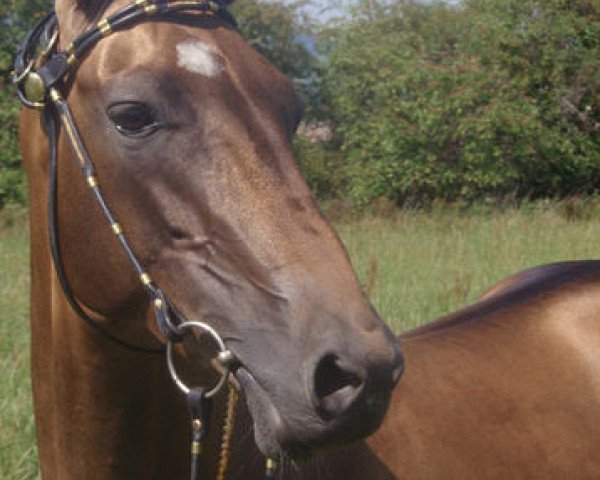 stallion Absar (Akhal-Teke, 2004, from Ashbad) stallion Absar (Akhal-Teke, 2004, from Ashbad)