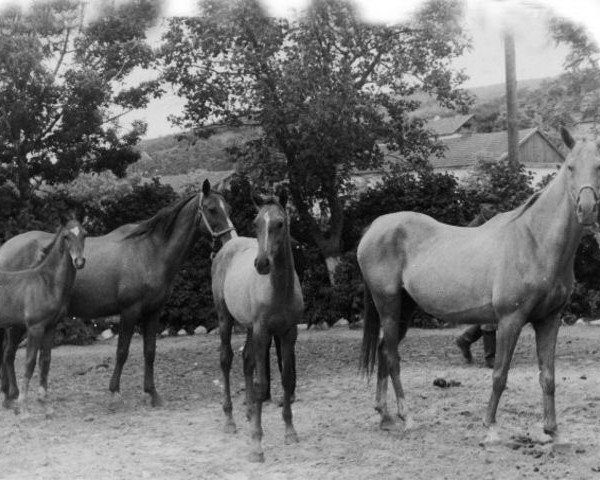broodmare Gul (Akhal-Teke, 1954, from Sapar Han) broodmare Gul (Akhal-Teke, 1954, from Sapar Han)