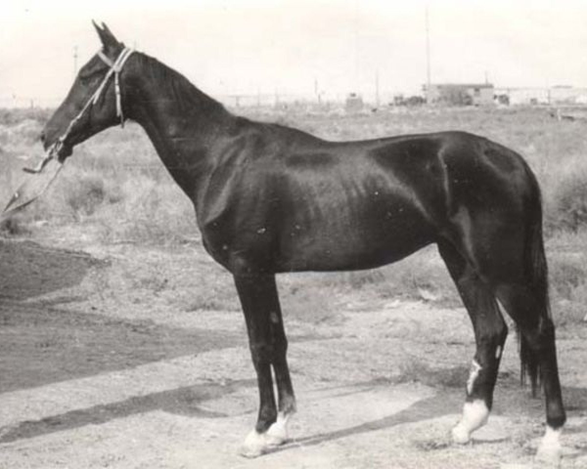 stallion Karaman (Akhal-Teke, 1978, from Kermek 2)