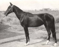 stallion Karaman (Akhal-Teke, 1978, from Kermek 2)