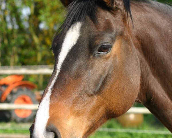 horse Sunmate (Trakehner, 1998, from Playmate xx) horse Sunmate (Trakehner, 1998, from Playmate xx)