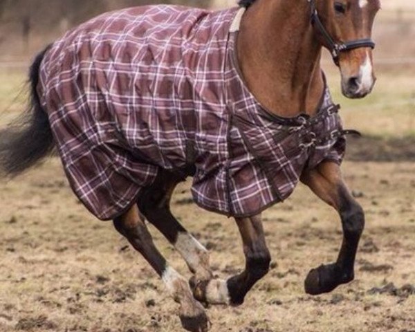 horse Sambuca (Oldenburg, 1997, from Sinatra Gold)