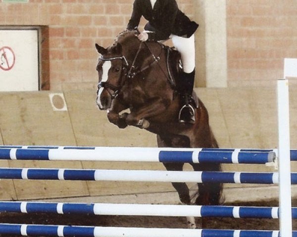 dressage horse Hestrex (German Riding Pony, 2006, from Hightrick)