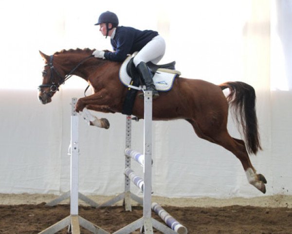 horse Biene (German Riding Pony, 2003, from Branduardi M)