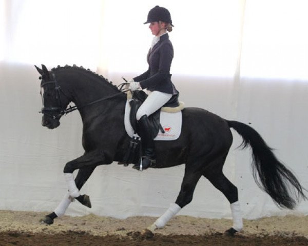 stallion Massai 47 (German Riding Pony, 2010, from FS Maracaibo)