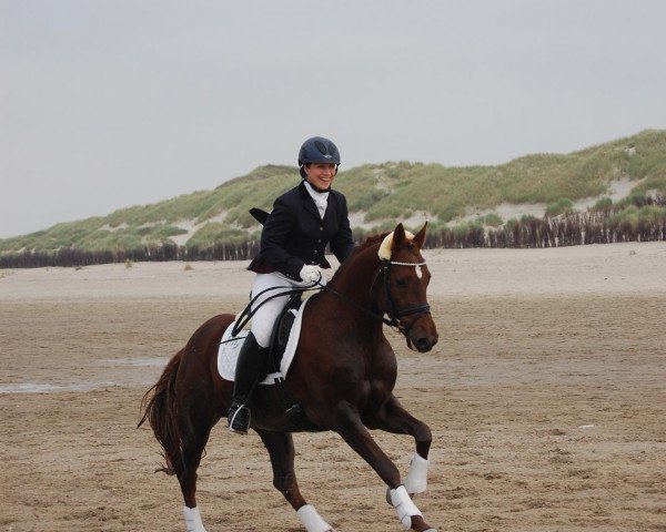 Dressurpferd Hesselteichs Great Guy (Deutsches Reitpony, 2009, von Gandalf)