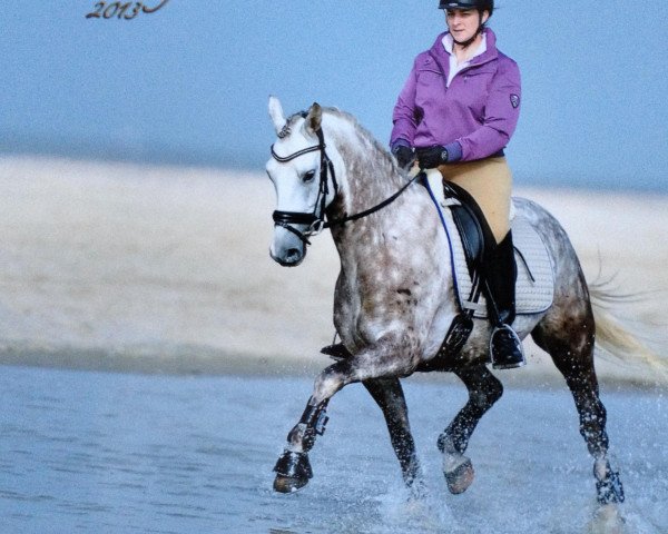 Dressurpferd Top Zychla (Deutsches Reitpony, 2007, von Top Zento)