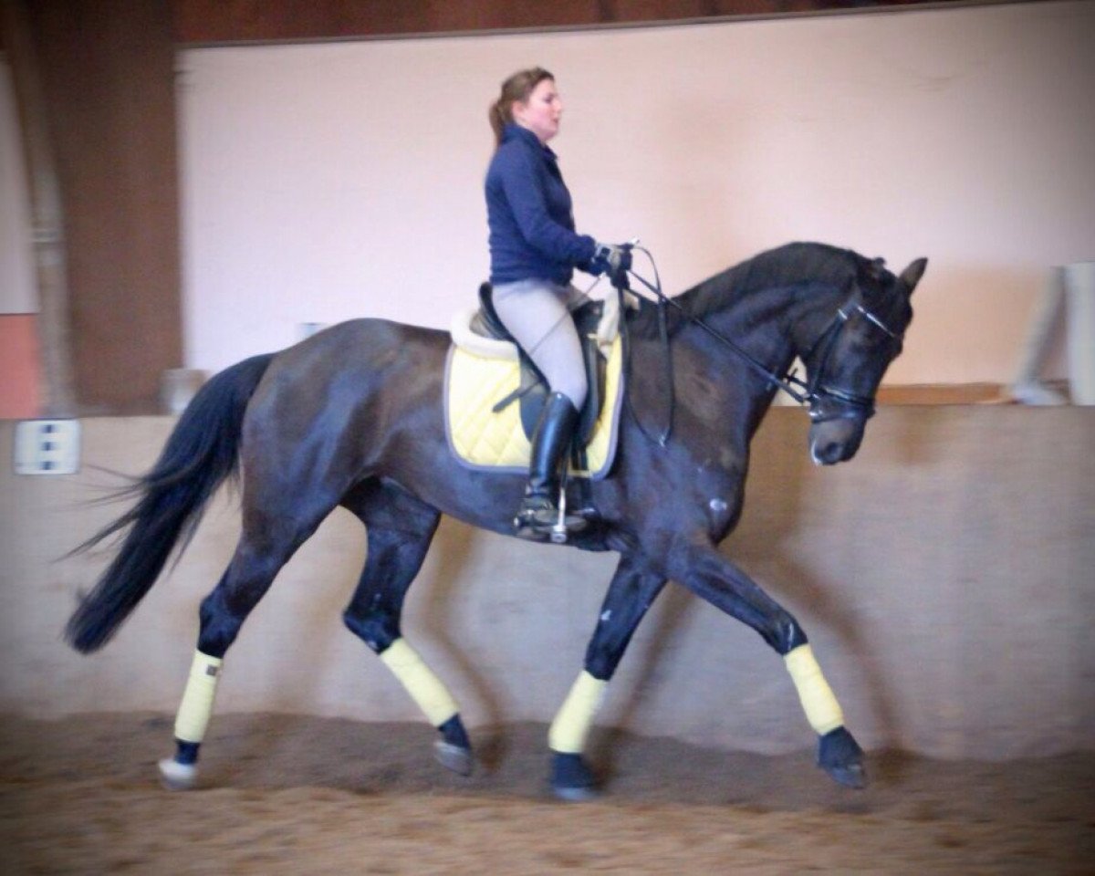 dressage horse Lea von Andor (Hanoverian, 2005, from Landjonker (Fruhling))