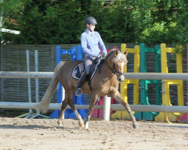 broodmare Kurly (German Riding Pony, 2007, from Fs Companiero)