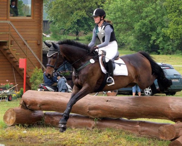 Springpferd Lucciano 4 (Trakehner, 1997, von Fürst Brennabor)