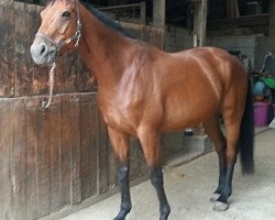 horse Last Minute (Oldenburg,  )