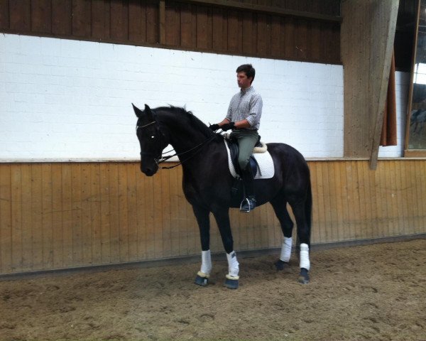 horse Show Time 11 (Westphalian, 2002, from Show Star)
