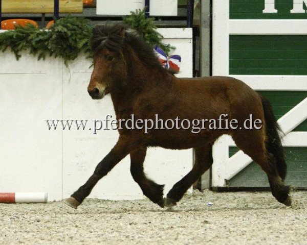 Pferd Galsi von Faxabol (Islandpferd, 2007, von Godur-Greifi fra Stora-Hofi)