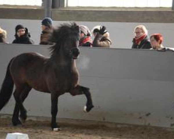 Pferd Gimmstein von der Fuchsfarm (Islandpferd, 2007, von Gaefur fra Ebeltoft)