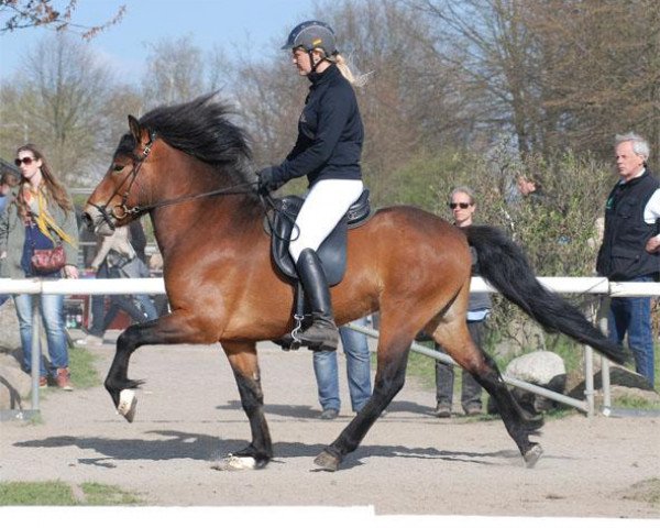stallion Gladur von Faxabol (Iceland Horse, 2007, from Stormur von Faxabol)