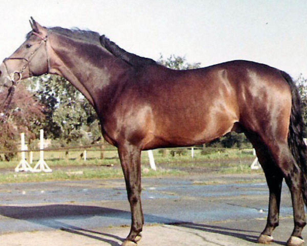 Deckhengst Schwalbenfürst DH 219 (Trakehner, 1961, von Reichsfuerst)