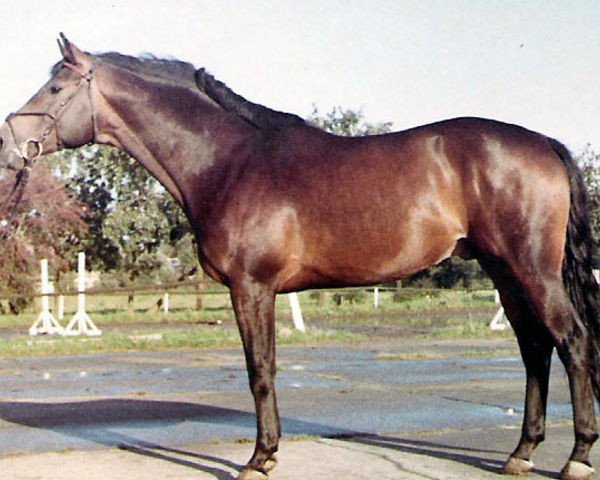 stallion Schwalbenfürst DH 219 (Trakehner, 1961, from Reichsfuerst)