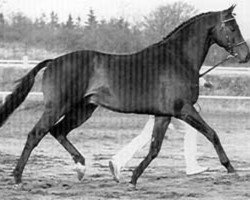 stallion Cannon Row xx (Thoroughbred, 1983, from Saville Row xx)